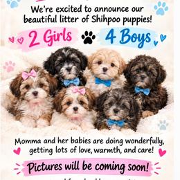 Boy 1 - Black and white male Shihpoo puppy in Eldon, Missouri from B&B Designer Shihpoo’s