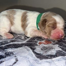 Betsy - Blenheim female Cavapoo puppy in Redding, California from Lipscomb Doodles