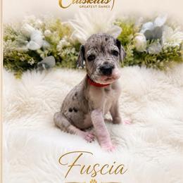 Fuscia - Mantle merle female Great Dane puppy in Liberty, New York from Catskills Greatest Danes