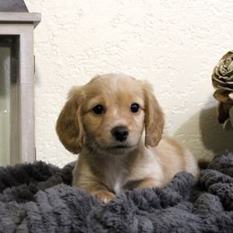 Dachshunds from Stevie Mulroney