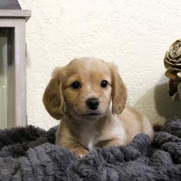 Dachshunds from Stevie Mulroney