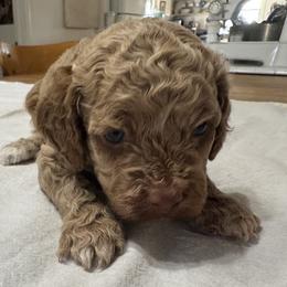 Diana - Buff female Cockapoo puppy in Sheridan, Missouri from Shepherdsfold’s Cockapoos