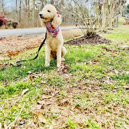 Skai - Goldendoodle