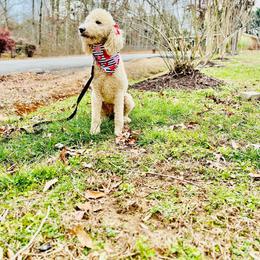 Skai - Goldendoodle