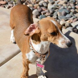 Dachshunds from Desi’s Mini Dachshunds
