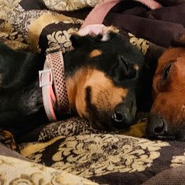 Dachshunds from Judith's Dachshunds