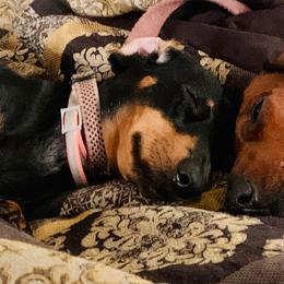 Dachshunds from Judith's Dachshunds