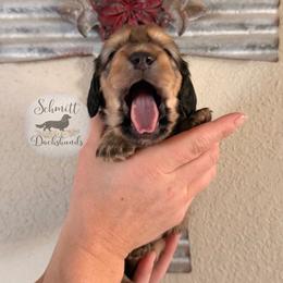 Dachshund puppies from Schmitt Dachshunds
