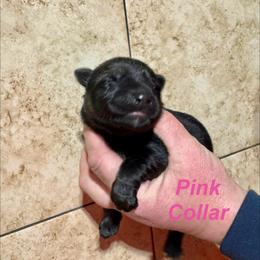 Pink Collar - Sable female German Shepherd puppy in Willington, Connecticut from Wertvoll German Shepherds
