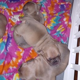 French Bulldog Puppies from Goodly's Frenchies!!
