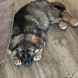German Shepherd Puppies from Beacham German Shepherds