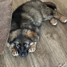 German Shepherd Puppies from Beacham German Shepherds