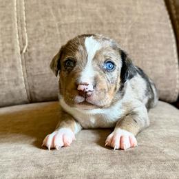 Boy 3 - Blue merle male Catahoula Leopard Dog puppy in Peyton, Colorado from Gunslinger Catahoulas