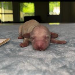 Boy 1 - Cream male Dachshund puppy in Pilot Point, Texas from Diamond B Doxies