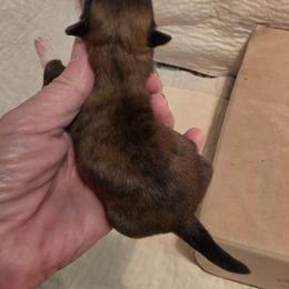Boy brindle white paw - Tricolor male Shih Tzu puppy in Missouri from Farm Animal Mommy Shih tzu's Michalek Dog Breeder