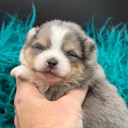 Pawpaw - Blue merle male Pomeranian puppy in Franklin, North Carolina from A&J Cutie Pawtooties