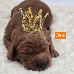 Oink - Red  male Goldendoodle puppy in Neillsville, Wisconsin from Granton Creek