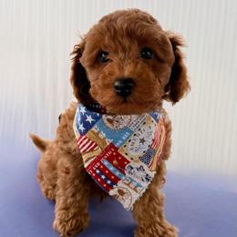 Cole Blue (Boy 2) - Red  male Poodle puppy in Miami, Florida from Katy's Toy Poodles & Doodles