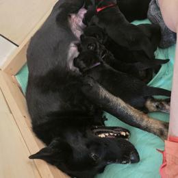 German Shepherd Puppies from Haus Atreus German Shepherds