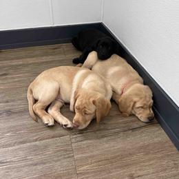 Labrador Retriever Puppies from Branley's Riverside Labradors