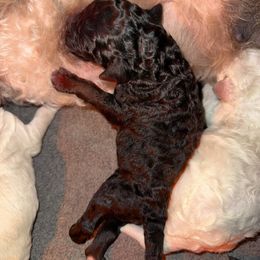 Black girl - Black female Goldendoodle puppy in Colchester, Connecticut from Top of the Hill Doodles