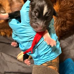 Olympia - Black tri female Miniature Australian Shepherd puppy in Macomb, Missouri from Show Me MO Aussies