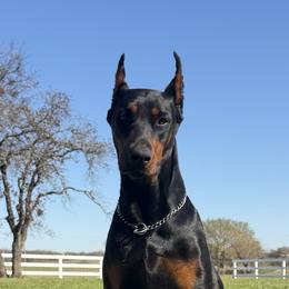 Nova - Doberman Pinscher