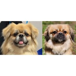 Tibetan Spaniel puppies from Graymatter