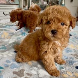 Bonnie - Apricot female Goldendoodle puppy in Pensacola, Florida from Goldendoodles Love You in Pensacola Friend Edition