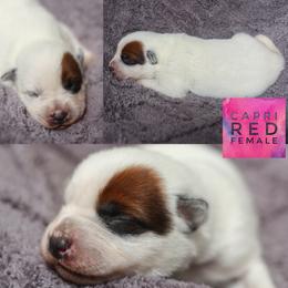 Capri - Red mottled female Australian Cattle Dog puppy in Gatlinburg, Tennessee from Greenbrier
