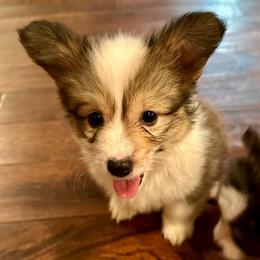 Green Collar Boy Basil - Red male Pembroke Welsh Corgi puppy in Paris, Kentucky from Flat Run Corgis