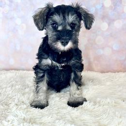 Turquoise collar girl - Salt and pepper female Miniature Schnauzer puppy in Springfield, Tennessee from My Lovable Schnauzers