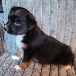 Boy 2Onyx - Black tri male Miniature American Shepherd puppy in Goldendale, Washington from Amulet Charm
