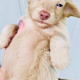 Dachshund Puppies from Meldox