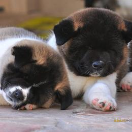 Akita Puppies from SunDevil Akitas