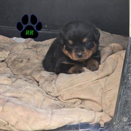 Pink - Black and mahogany female Rottweiler puppy in Tangent, Oregon from Raya's Royals