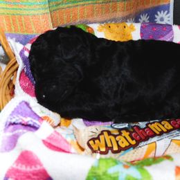 Whatchamacallit - Black Goldendoodle puppy in Iowa from Nation Goldendoodles