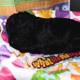 Whatchamacallit - Black Goldendoodle puppy in Iowa from Nation Goldendoodles