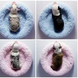 American Corgi and Pembroke Welsh Corgi Puppies from Whimsical Treasure Corgis