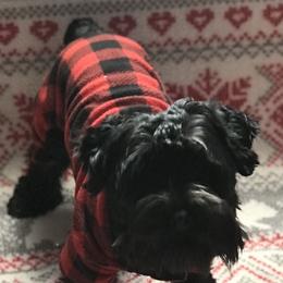 Wesley - Miniature Schnauzer