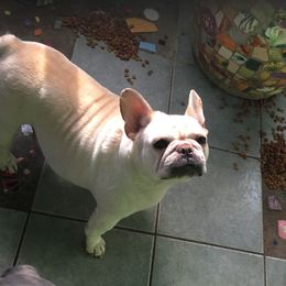 Norma - French Bulldog
