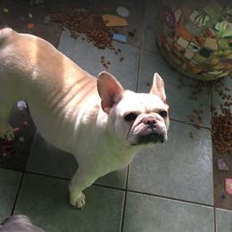 Norma - French Bulldog