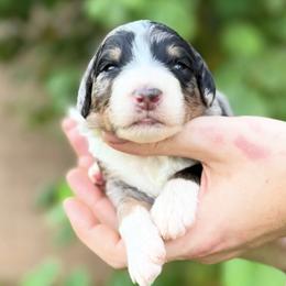 Yeti - Merle male Bernedoodle puppy in Glendale, Arizona from Arizona Bernedoodles