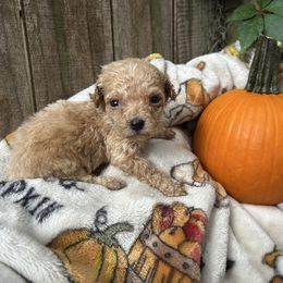 Lilo - Apricot female Goldendoodle puppy in Atlantic Beach, Florida from Glamorous Golden Doodles