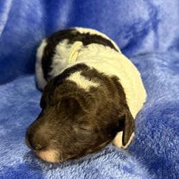 Lt Blue collar - Phantom male Poodle puppy in Huntsville, Alabama from Flint River Poodles