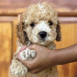 Boy 1 - male Cockapoo puppy in Waco, Texas from Cedar Ranch