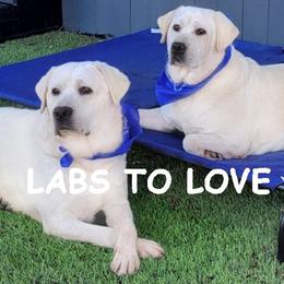 Labrador Retriever puppies from Labs To Love