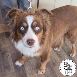 Zoe - Miniature Australian Shepherd