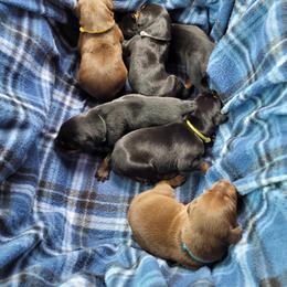 Boy 2 - Black and rust male Doberman Pinscher puppy in Santa Clarita, California from Riviera Dobermans