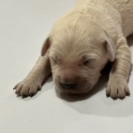 Ariel - Light golden Golden Retriever puppy in Selah, Washington from Porter's Puppies